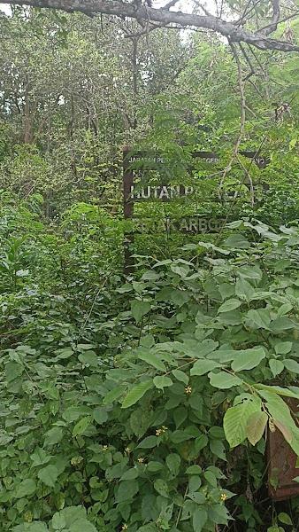 Petak Arboretum Balik Pulau