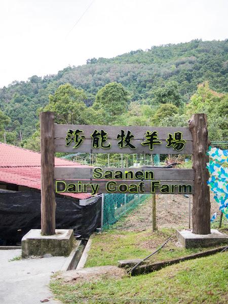 Saanen Dairy Goat Farm 莎能牧羊场