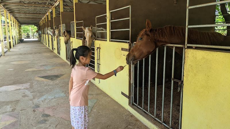 Countryside Stables Penang