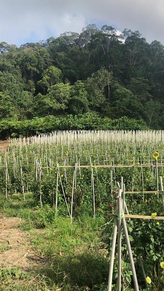 Bukit Harimau