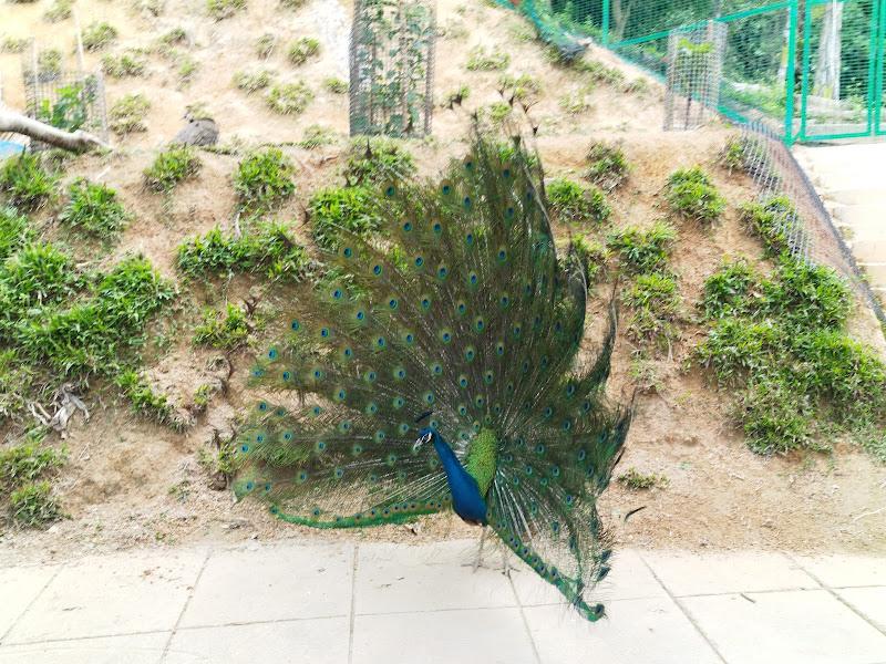 Pantai Acheh Hidden Lake Cafe (Pantai Acheh மறைக்கப்பட்ட ஏரி கஃபே)