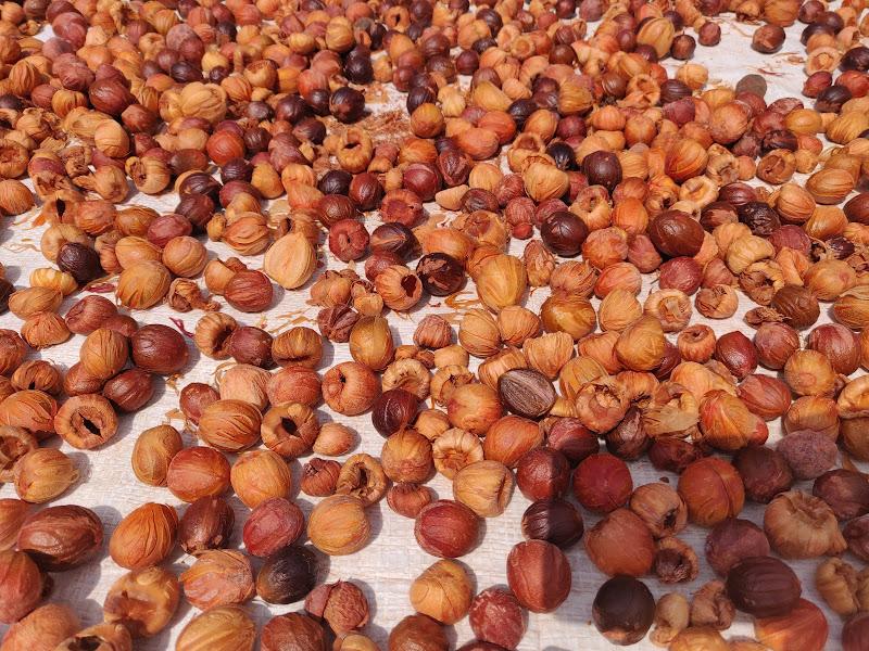 Nutmeg Factory 3